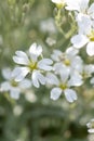 Snow-in-summer Cerastium tomentosum, white flowers close-up Royalty Free Stock Photo